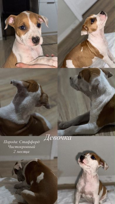 Американский стаффорширский терьер