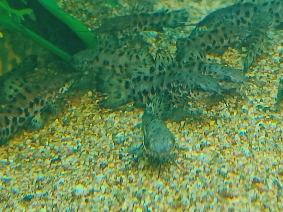 Сомики таракатумы