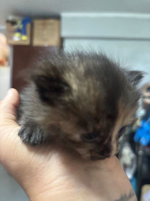 Отдам котят в добрые руки
