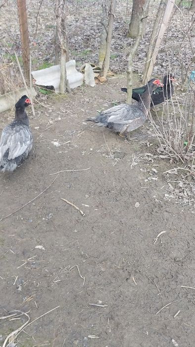 Vand rate mute si ratoi