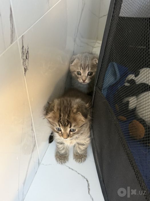 Котята скотиш фолда и скотиш страйта