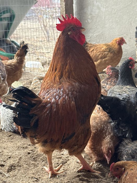 Қораздар сатылады