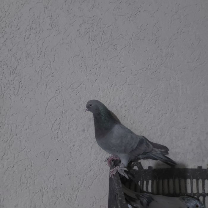 Бухар арап лет бой тяга гарантия