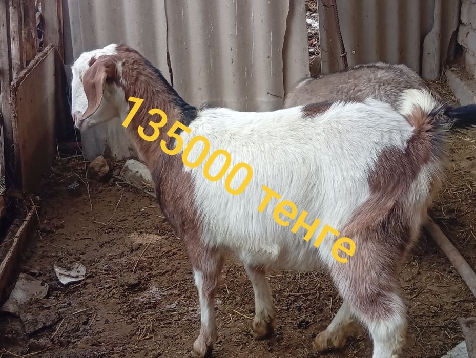 Алпиниски Шыбыштар сатылады