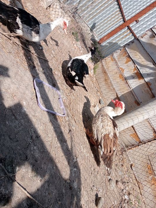 Продам индауток семейства