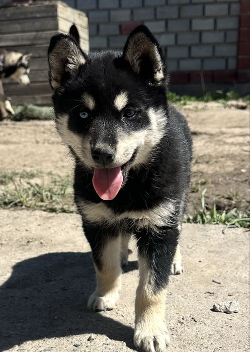 Продаётся щенок хаски