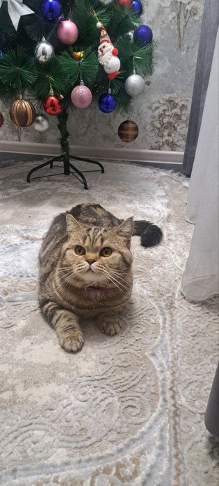 Очаровательные котята ищут заботливых хозяев!