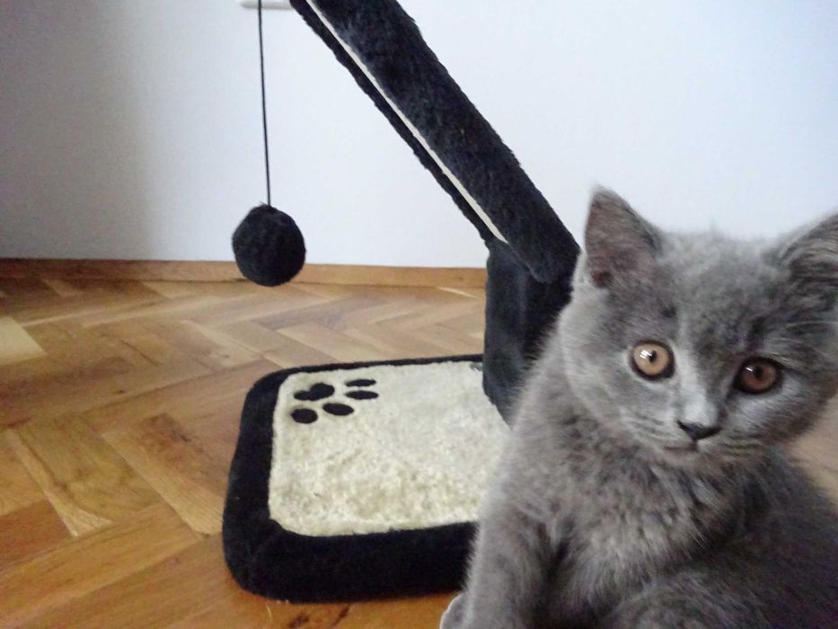 Британско късокосместо коте (м)