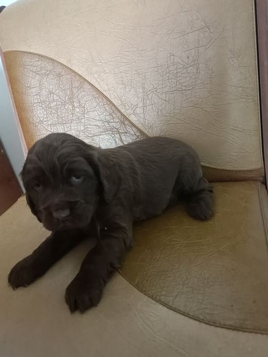 Щенки русского спаниеля