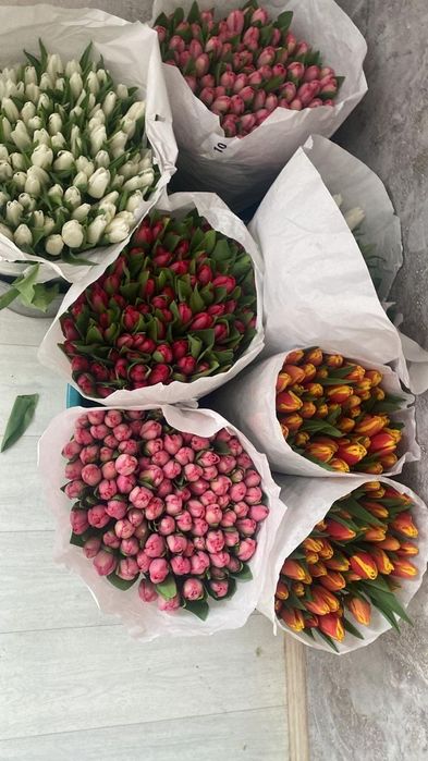 Тюльпаны голландские, оптом и в розницу