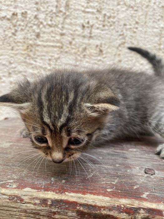 Отдам котят в хорошие руки