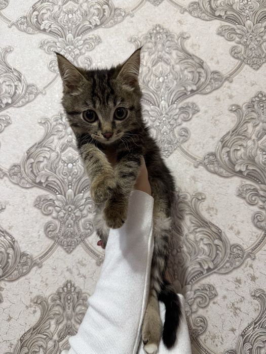 Отдам 2 котенка даром