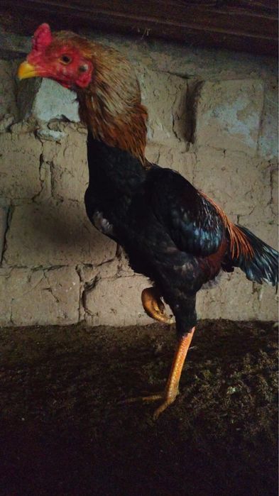 Кореец дакан шөже