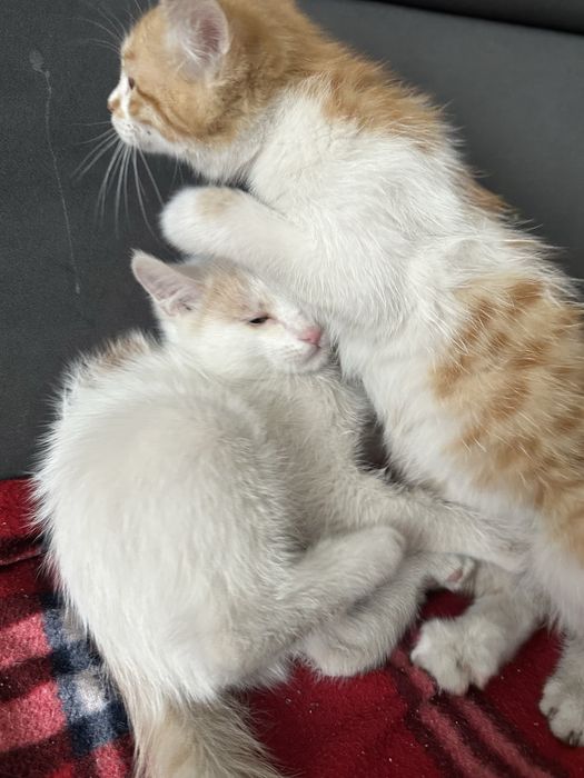 отдам котята в хорошие руки
