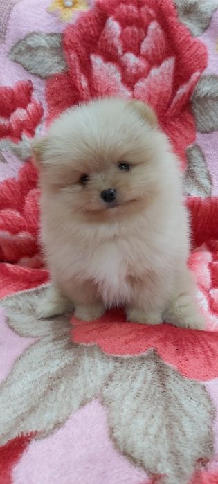 Шпиц кремовый  мальчик