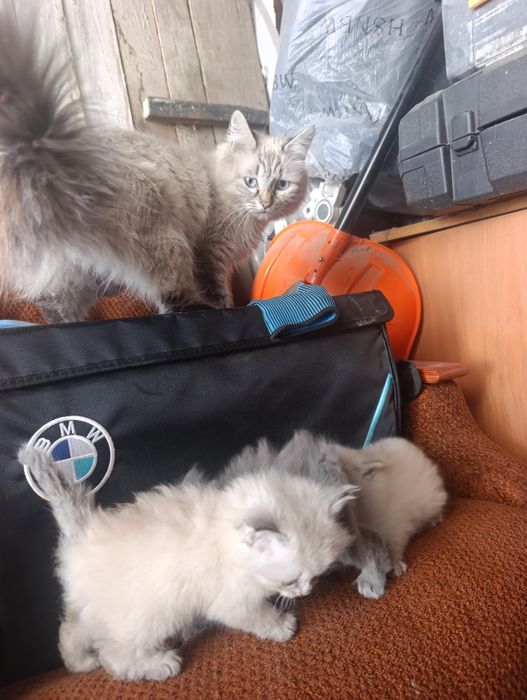 Отдам котят в добрые руки