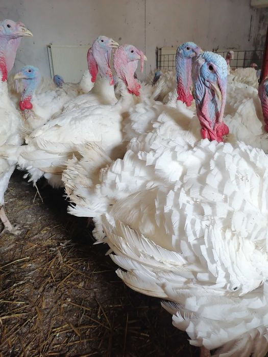 Curcani furajati bio, curci