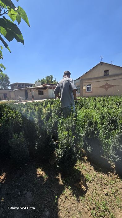 Harxil turdagi archalar va daraxtlar bor