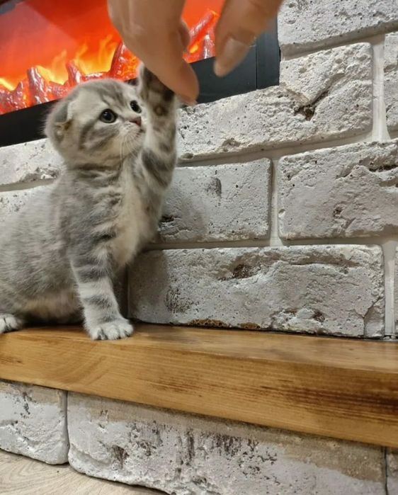 Вислоухий котенок