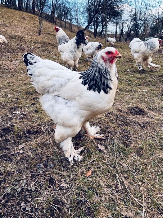 Vând ouă brahma Hd