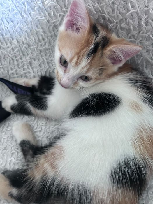 Отдам котят в хорошие руки