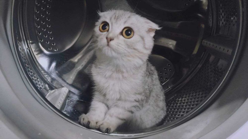 Продам котенка девочку