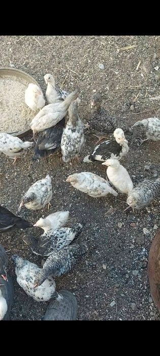 Колдын жумырткасы