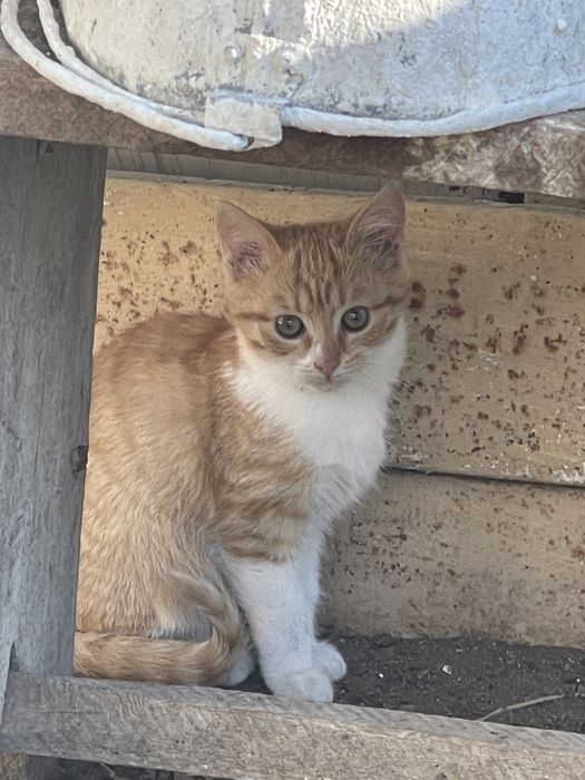 Отдам котика в добрые руки