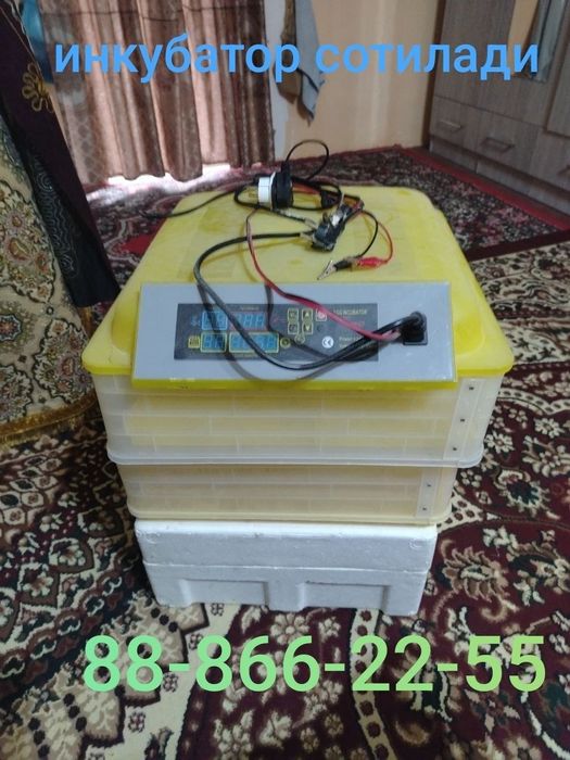 Inkubator yangi.