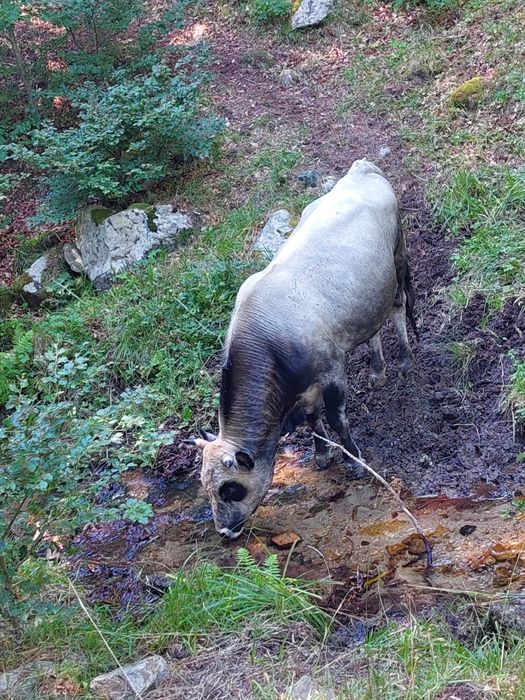 Крави и бикове за курбан за клане