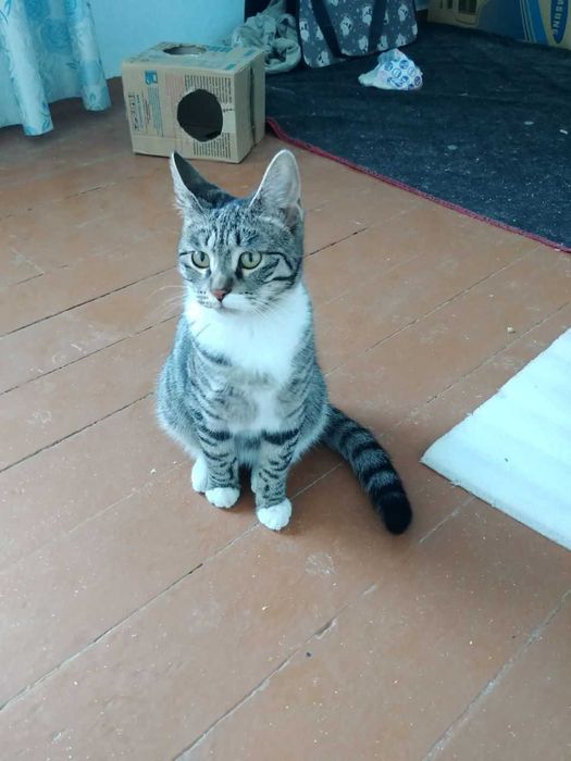 Отдам двух замечательных кошек в добрые руки!