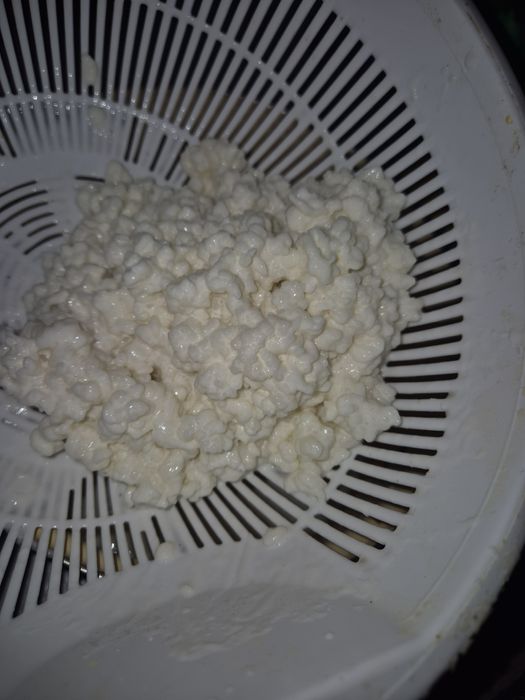 Vând ciuperca chefir