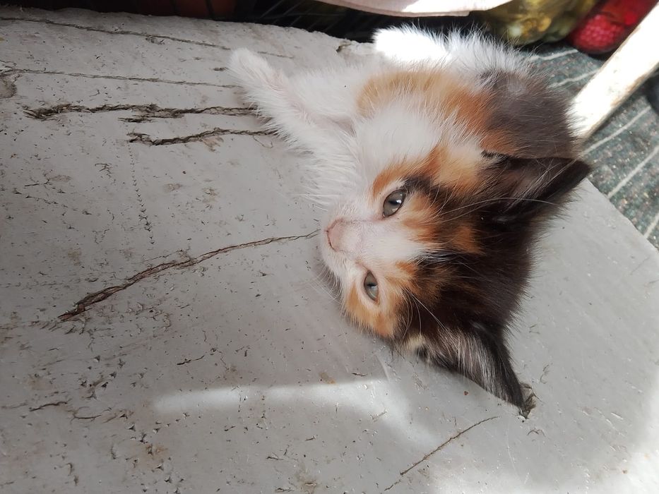 Отдам котят даром