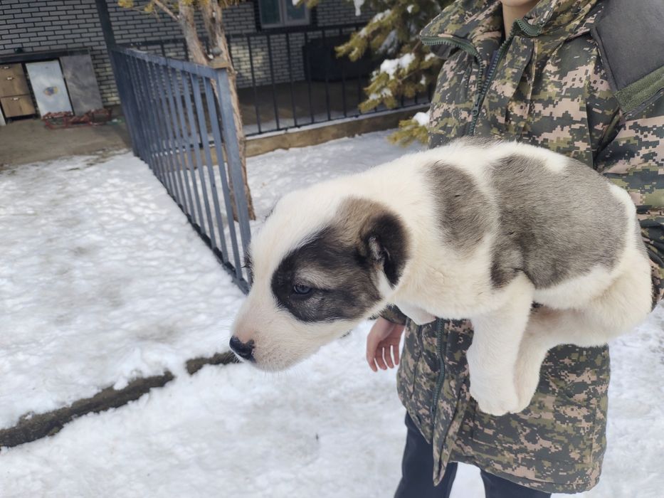 Продам хорошую девочку алабая