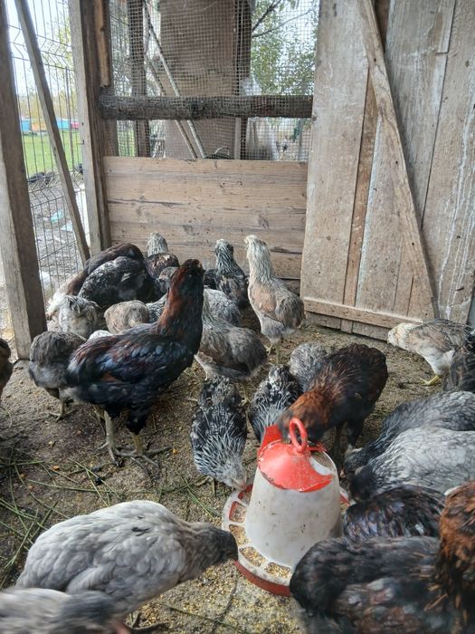 Familii  Araucana Potârnichiu/Silver