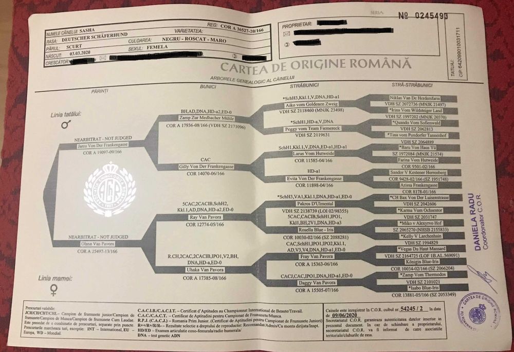 Mascul Ciobanesc german