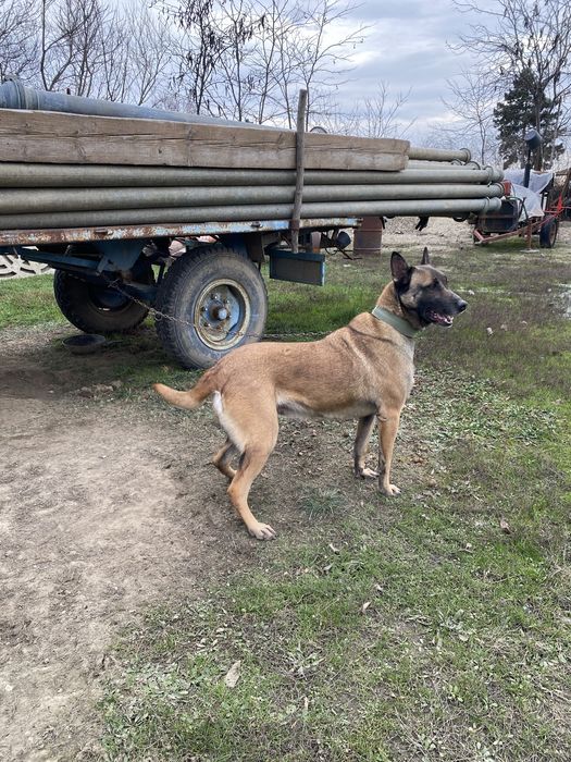 Donez cațelusă….