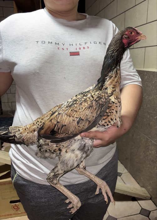 Дакан курочки ветнамки