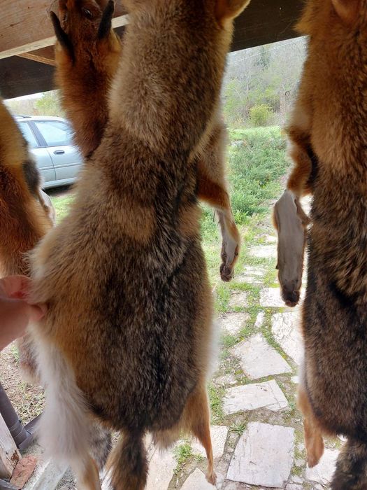 Кожа на чакал уникат