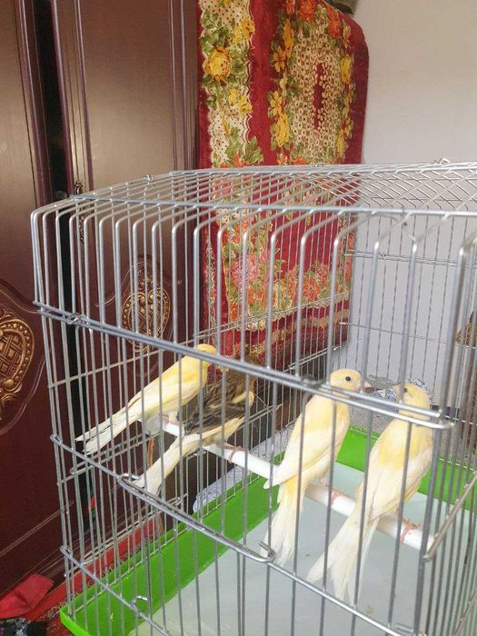 Молодой канарейкала сотлад