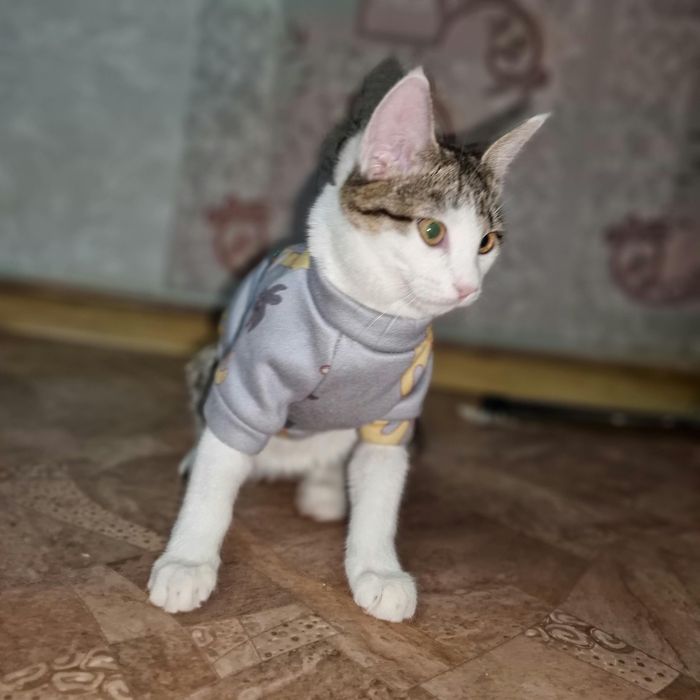 В самые хорошие ручки. Мия