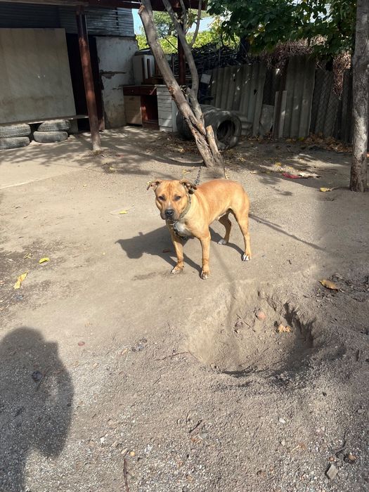 Отдам в хорошие руки