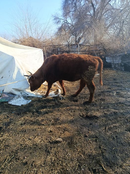 Продам Жирную тёлочку