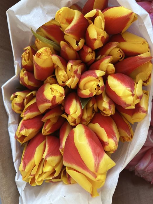 Тюлпаны 1000 тг ден бар