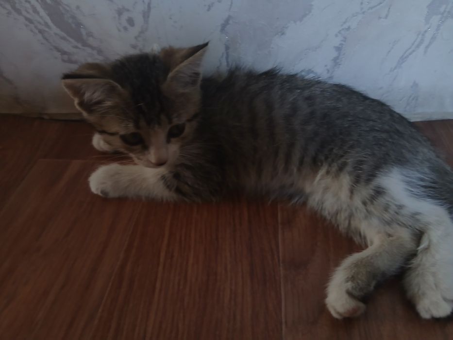 Кошка 3 месяца девочка