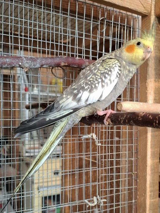 Корелла 3-5 месяца,