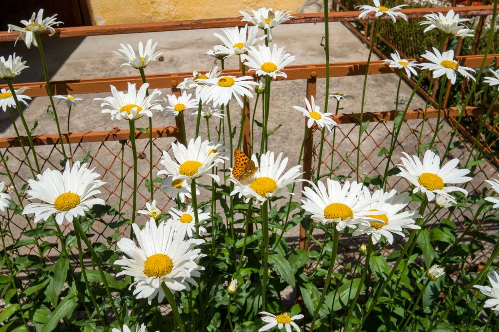 Обектив Sigma 19mm F2.8 DN e-mount (Sony Nex , Alpha )