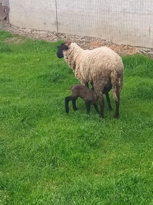 Oaie suffolk de vânzare