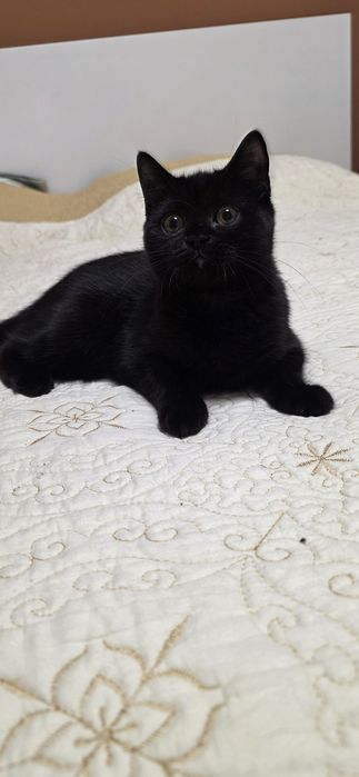 British shorthair