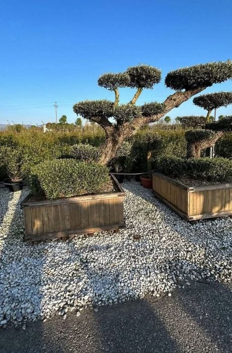 Plante ornamentale